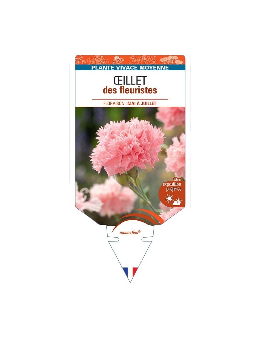 DIANTHUS caryophyllus voir Œillet des fleuristes (saumon)
