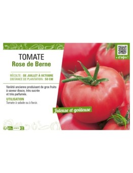 TOMATE ROSE DE BERNE
