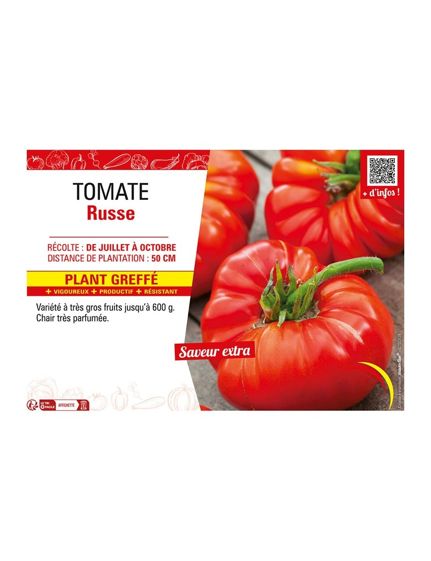 TOMATE RUSSE Plant greffé