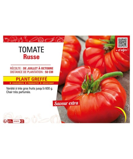 TOMATE RUSSE Plant greffé