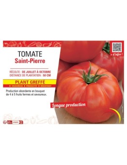 TOMATE SAINT-PIERRE Plant greffé