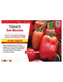 TOMATE SAN MARZANO Plant greffé