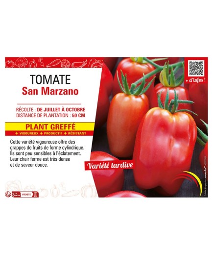 TOMATE SAN MARZANO Plant greffé