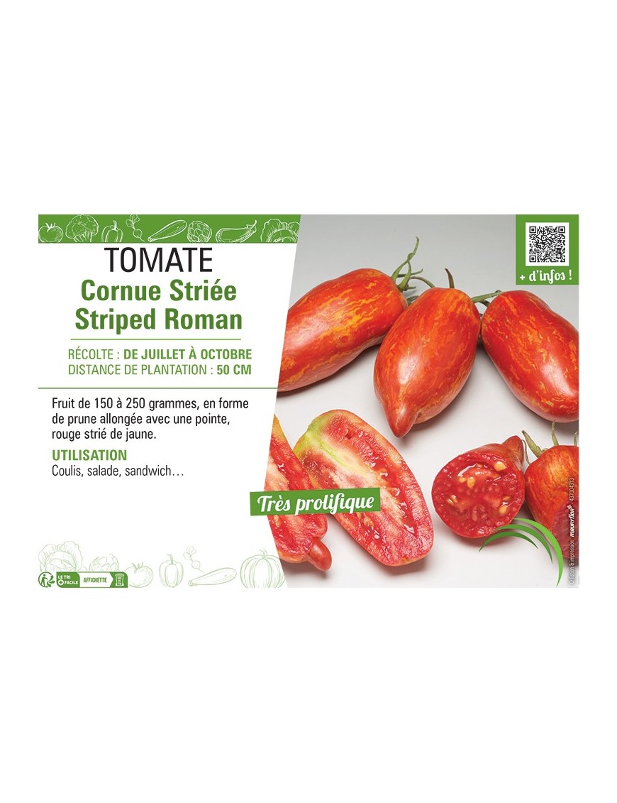 TOMATE CORNUE STRIEE STRIPED ROMAN