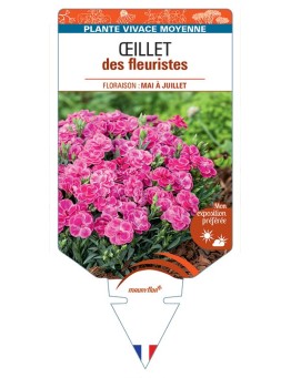 DIANTHUS caryophyllus voir Œillet des fleuristes (violet)