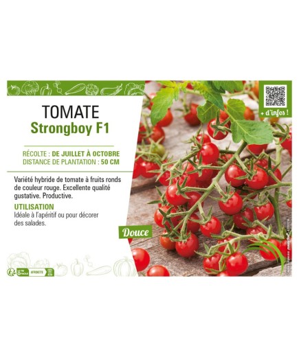 TOMATE STRONGBOY F1