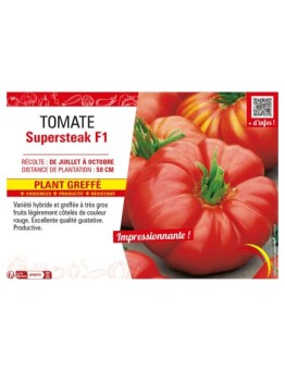 TOMATE SUPERSTEAK F1 Plant greffé