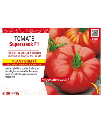 TOMATE SUPERSTEAK F1 Plant greffé