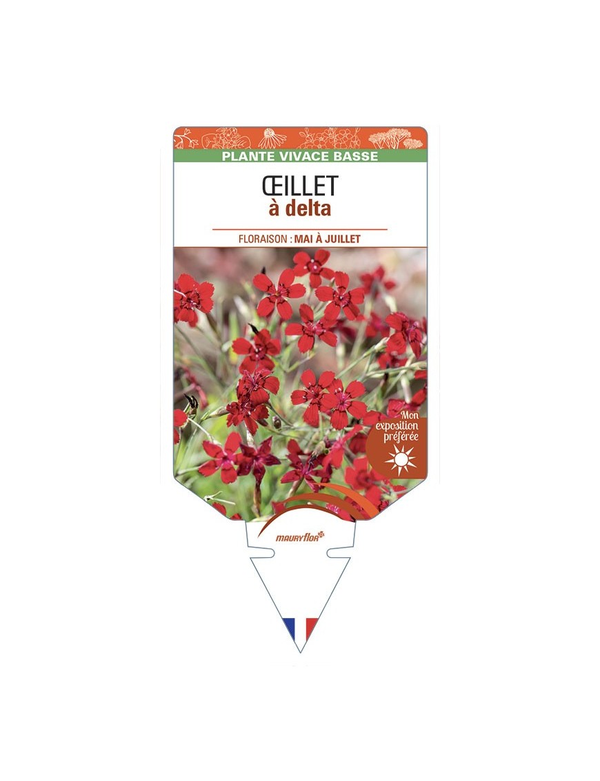DIANTHUS deltoides voir Œillet à delta (rouge)