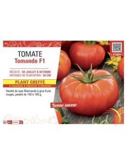 TOMATE TOMANDE F1 Plant greffé
