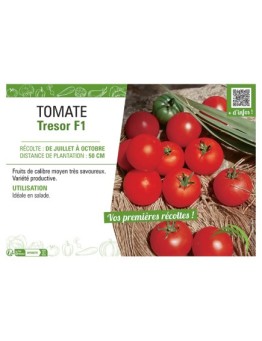 TOMATE TRESOR F1