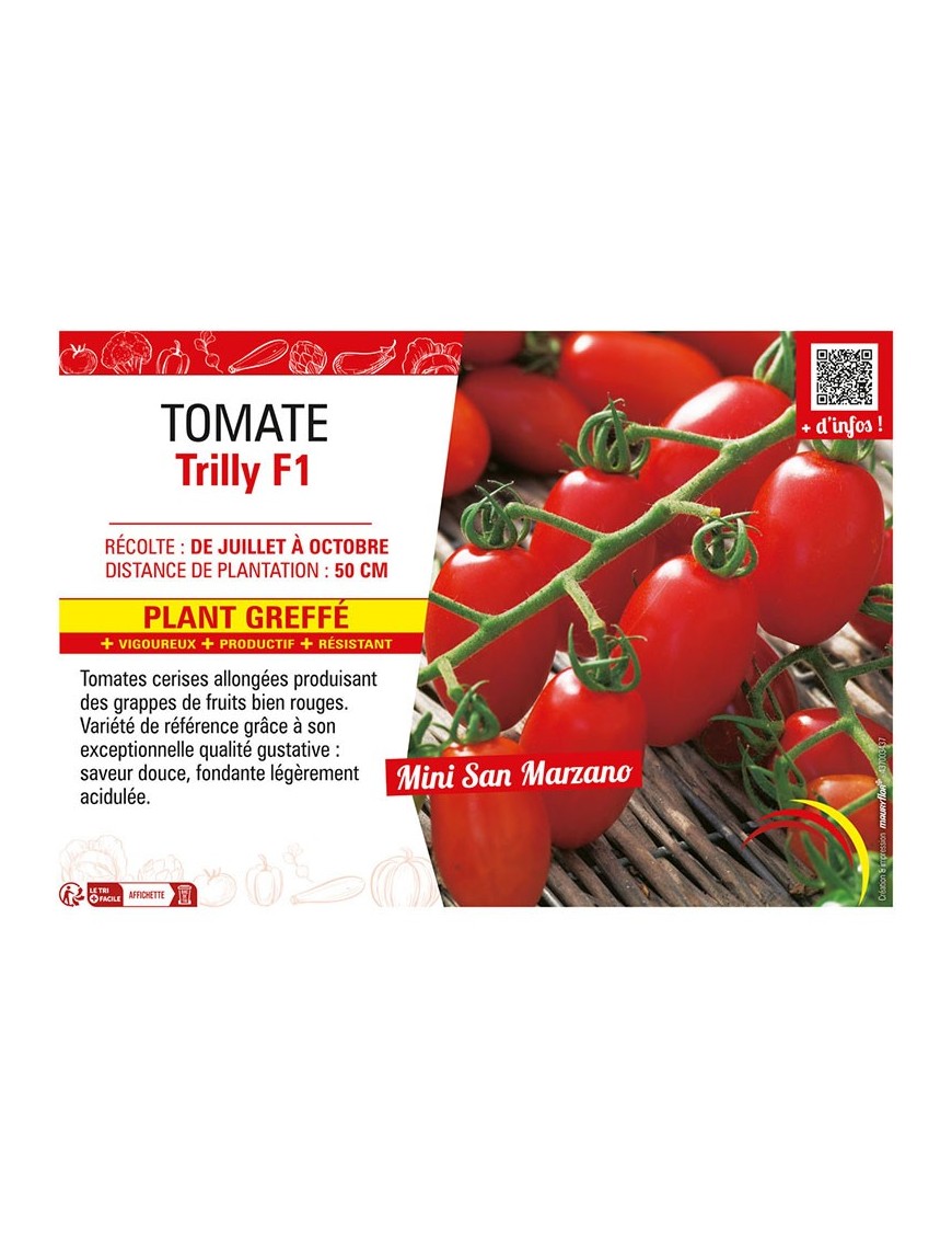 TOMATE TRILLY F1 Plant greffé