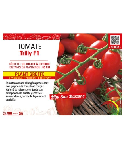 TOMATE TRILLY F1 Plant greffé