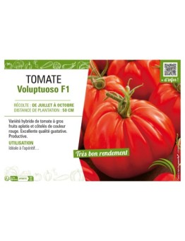 TOMATE VOLUPTUOSO F1