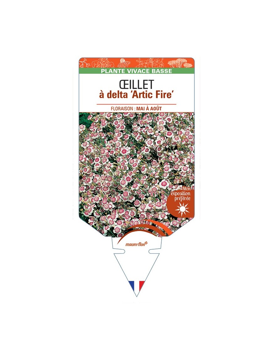 DIANTHUS deltoides Artic Fire voir Œillet à delta