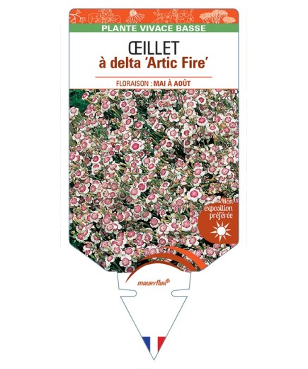 DIANTHUS deltoides Artic Fire voir Œillet à delta
