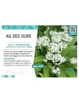 AIL DES OURS