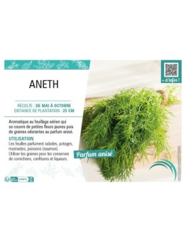 ANETH (OFFICINALE)