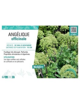 ANGéLIQUE OFFICINALE