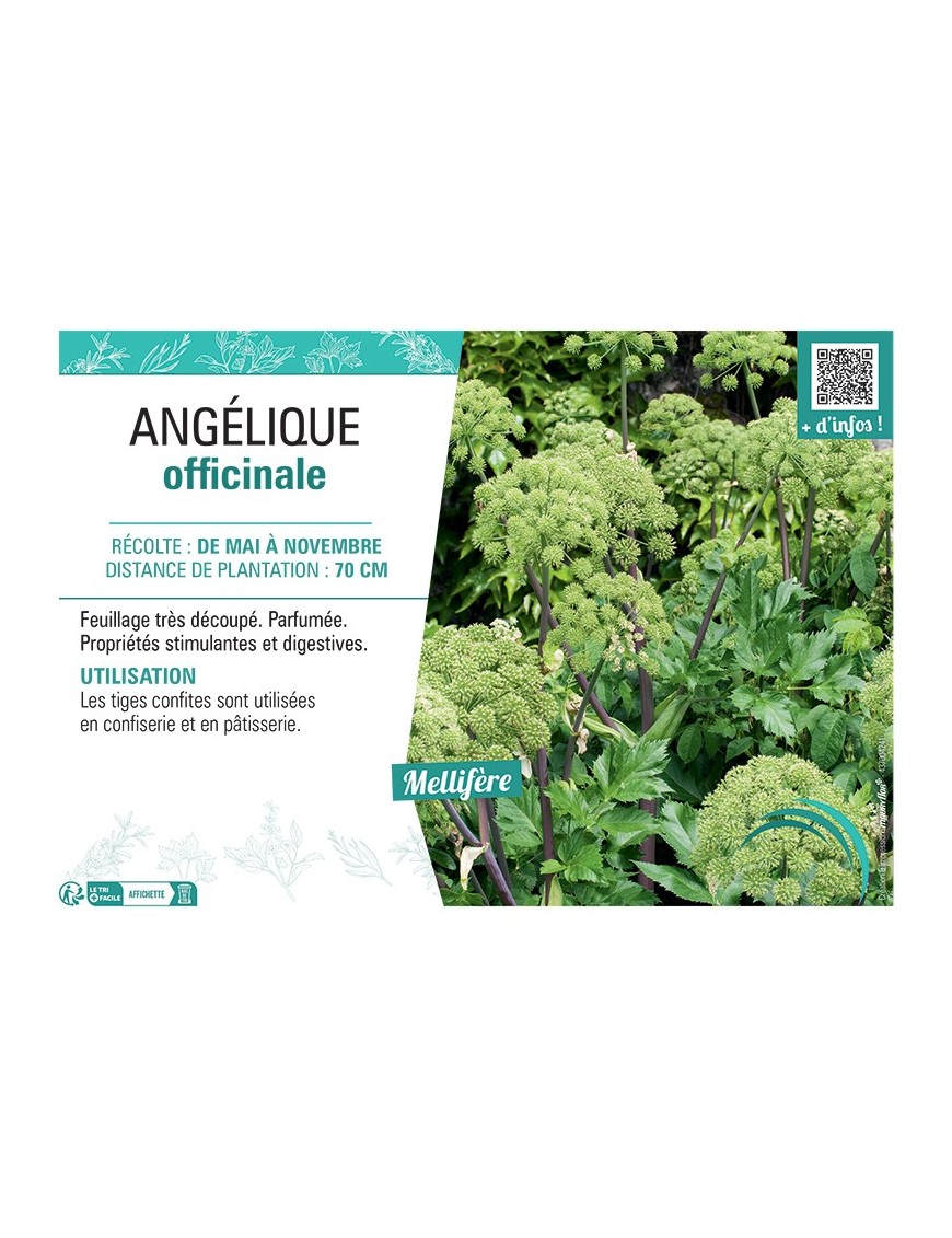 ANGéLIQUE OFFICINALE