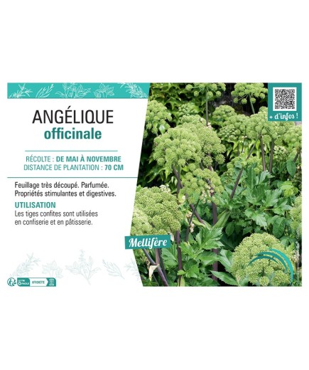 ANGéLIQUE OFFICINALE