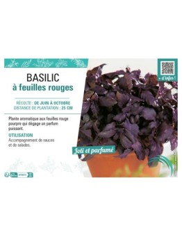 BASILIC À FEUILLES ROUGES