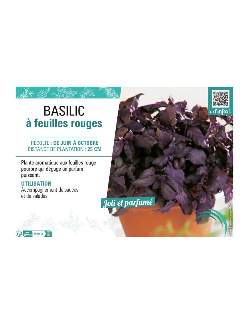BASILIC À FEUILLES ROUGES