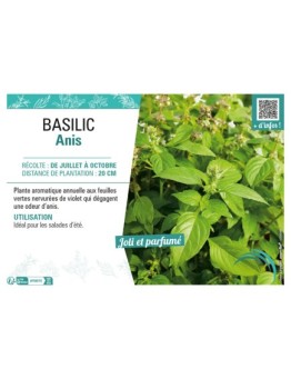 BASILIC ANIS