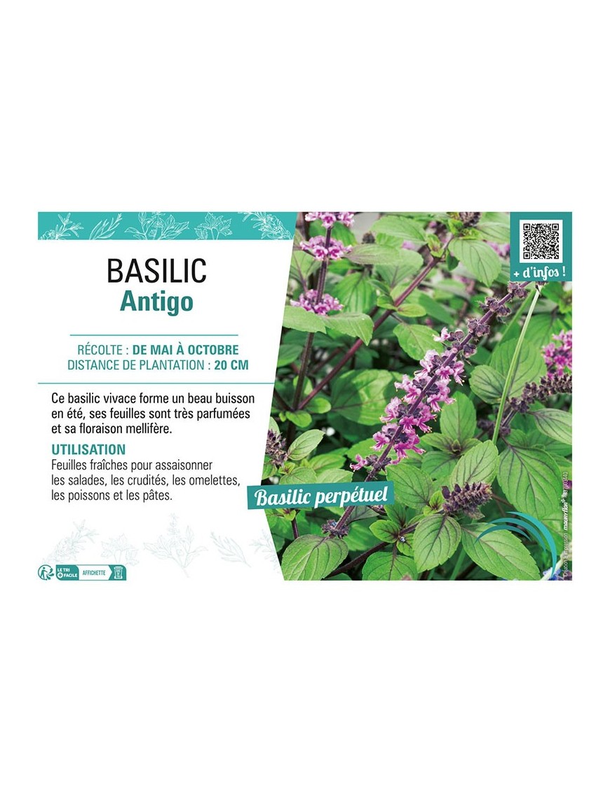 BASILIC ANTIGO