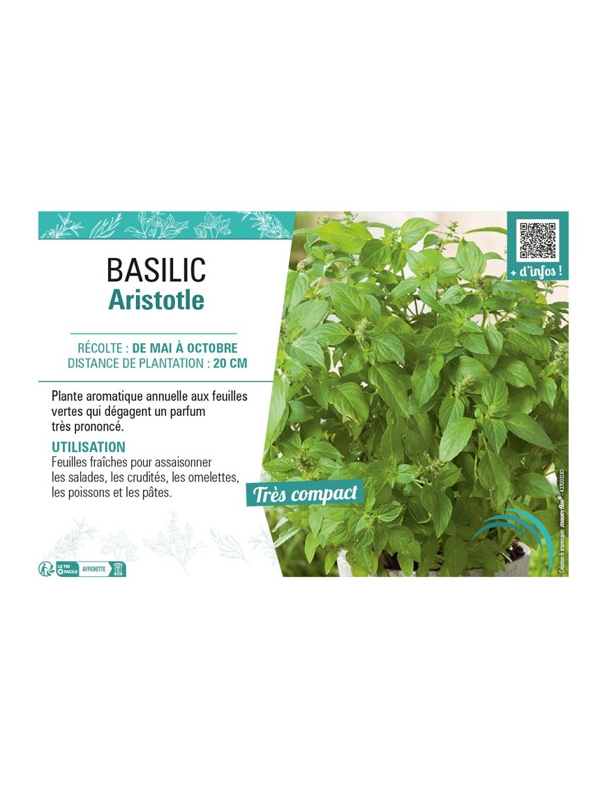 BASILIC ARISTOTLE