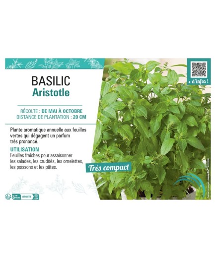 BASILIC ARISTOTLE
