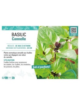 BASILIC CANNELLE