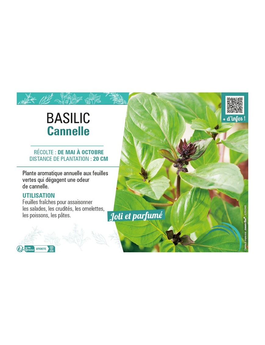 BASILIC CANNELLE