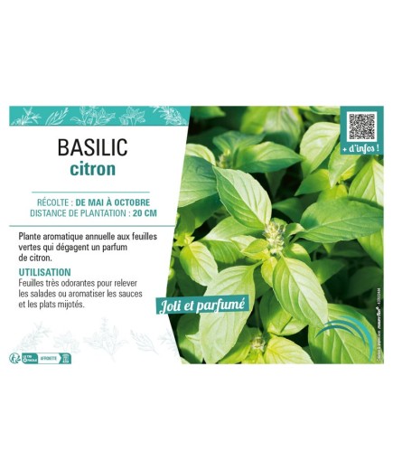 BASILIC CITRON