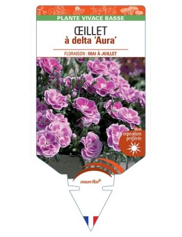 DIANTHUS deltoides Aura voir Œillet à delta