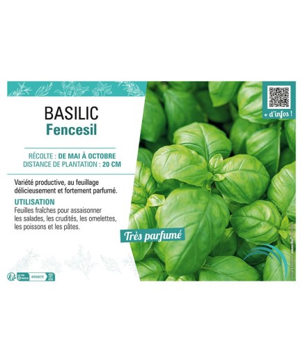 BASILIC FENCESIL