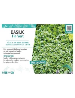 BASILIC FIN VERT