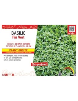 BASILIC FIN VERT Plant greffé