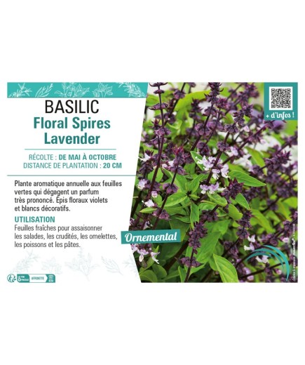 BASILIC FLORAL SPIRES LAVENDER