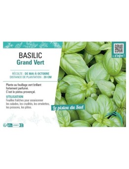 BASILIC GRAND VERT