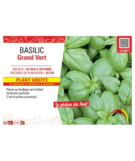 BASILIC GRAND VERT Plant greffé