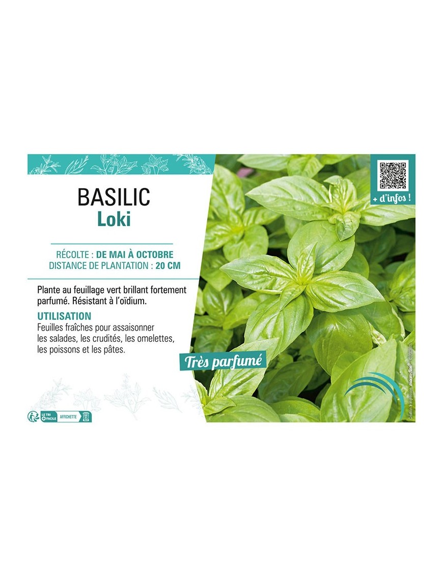 BASILIC LOKI