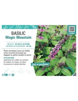 BASILIC MAGIC MOUNTAIN