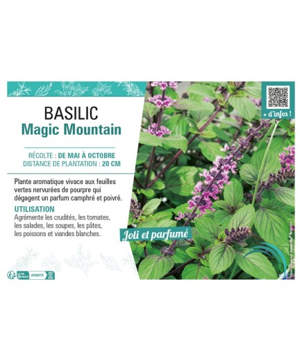 BASILIC MAGIC MOUNTAIN