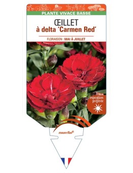 DIANTHUS deltoides Carmen Red voir Œillet à delta