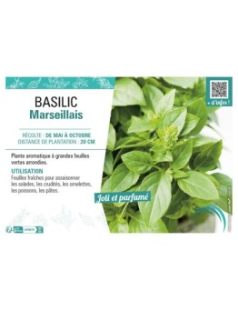 BASILIC MARSEILLAIS
