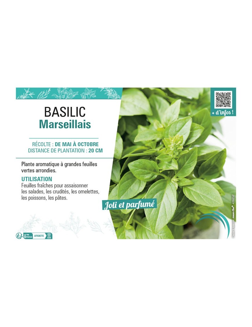 BASILIC MARSEILLAIS