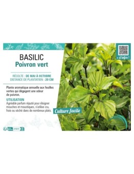 BASILIC POIVRON VERT