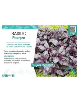 BASILIC POURPRE