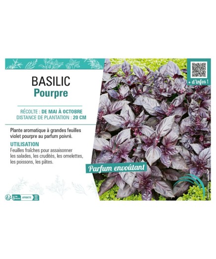 BASILIC POURPRE